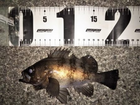 フロートリグのメバリング