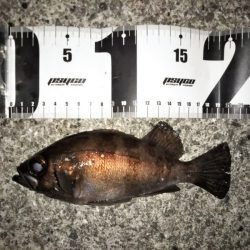 フロートリグでメバリング