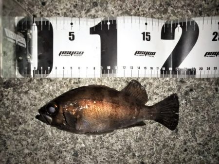 フロートリグでメバリング