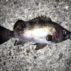 今日もフロートリグのメバリング