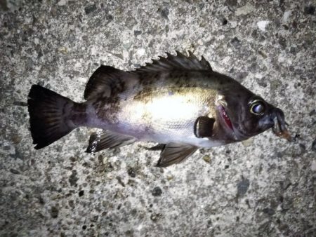 今日もフロートリグのメバリング