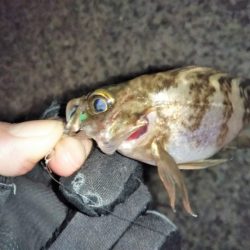 釣りは難しい・・・