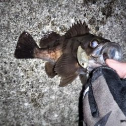 トップウォーターでメバル