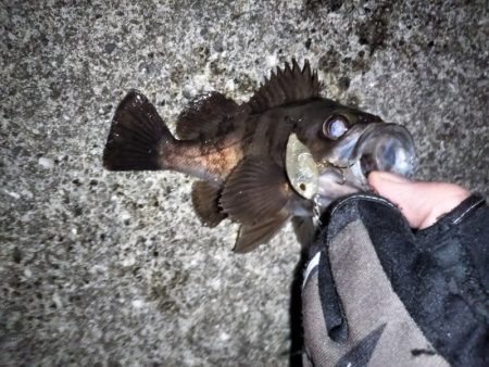 トップウォーターでメバル