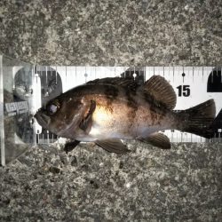 トップでメバルⅡ