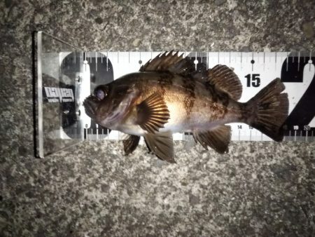 フロートリグでメバリング