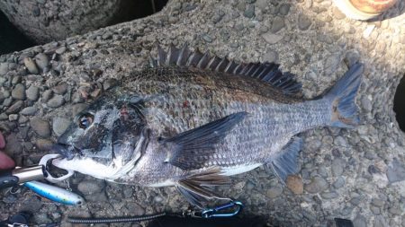 昼の河口でチヌ