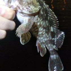 タケノコ1  ガシラ7