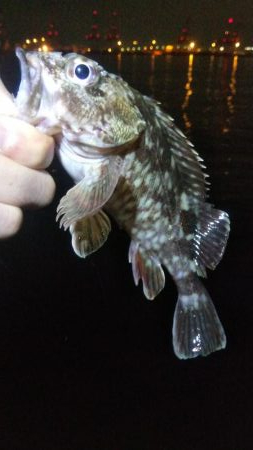 タケノコ1  ガシラ7