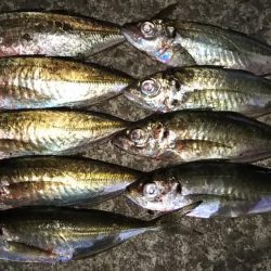 今夜も爆釣！！