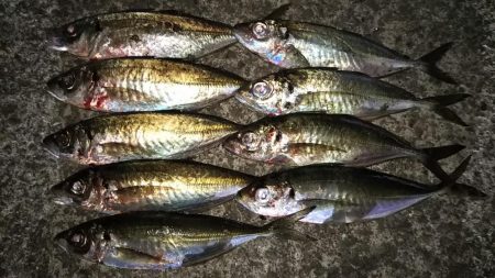 今夜も爆釣！！