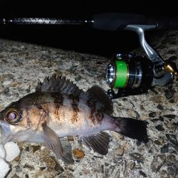 メバリング好調