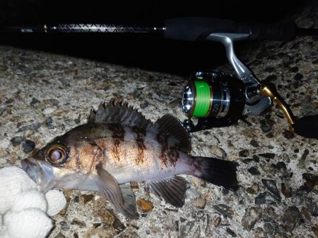 メバリング好調