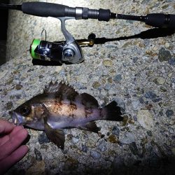 好条件下のメバリング