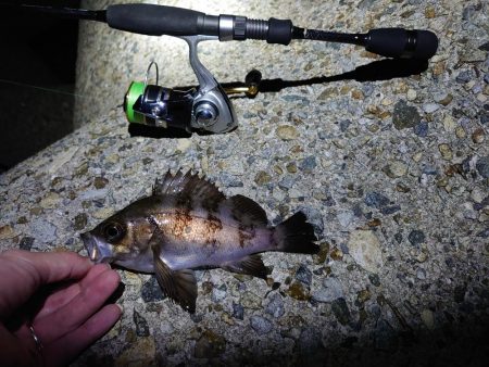 好条件下のメバリング