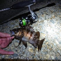 メバルグッドサイズ