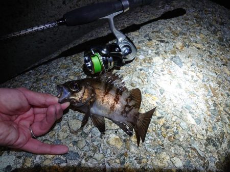 メバルグッドサイズ