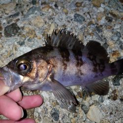 やっぱりメバル