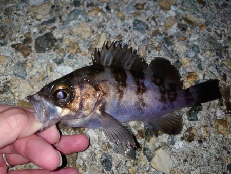 やっぱりメバル