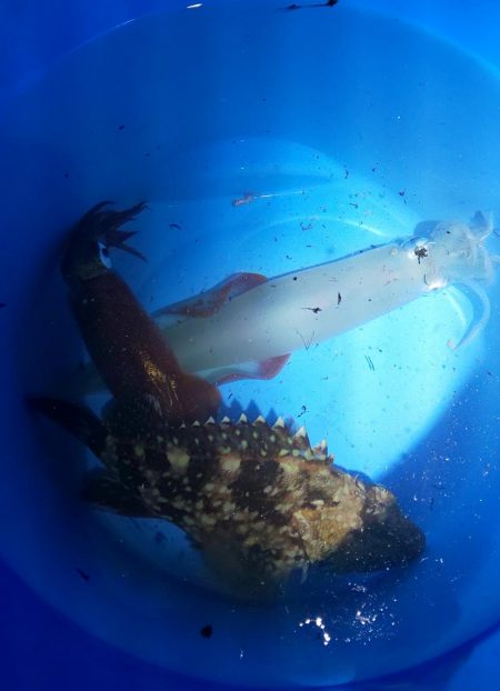 毎度です。人生初ヤリイカ釣り。