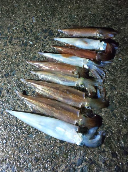 毎度です。人生２回目ヤリイカ釣り。