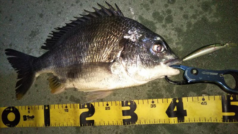 ぶら河川調査！！