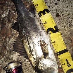 ぶらシーバス!!