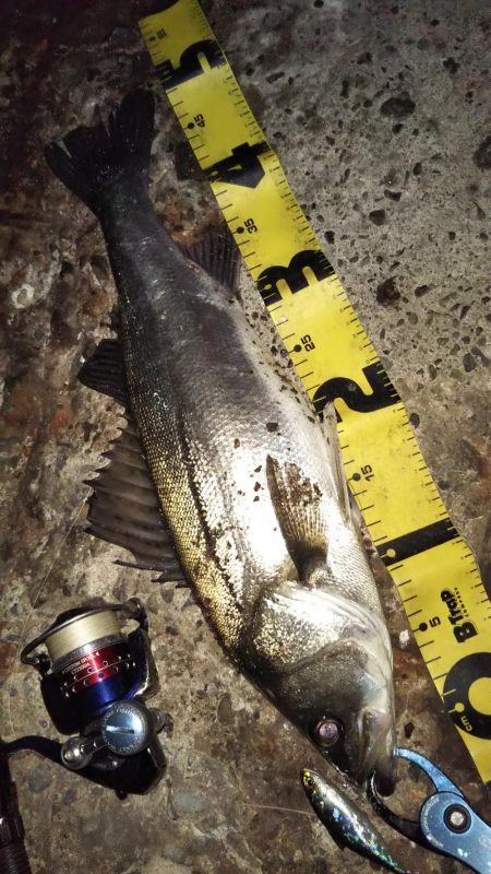 ぶらシーバス！！