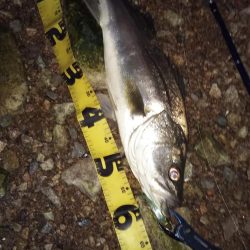 ぶらシーバス!!