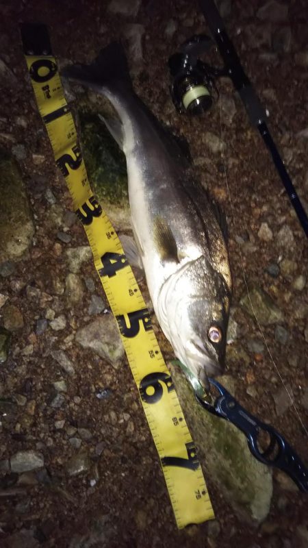 ぶらシーバス！！