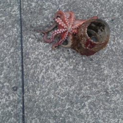 タコ初のキロアップ