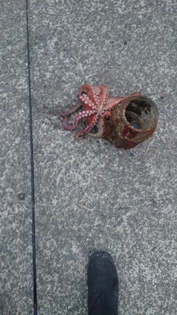 タコ初のキロアップ