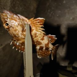 ガシラの干物を食べたくて…