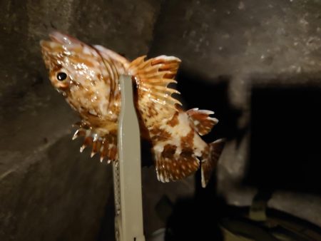 ガシラの干物を食べたくて…