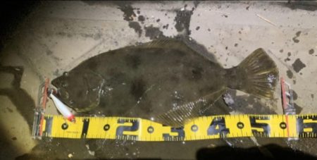 ヒラメ&シーバス