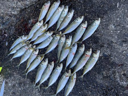 アジ64匹、サバ1匹