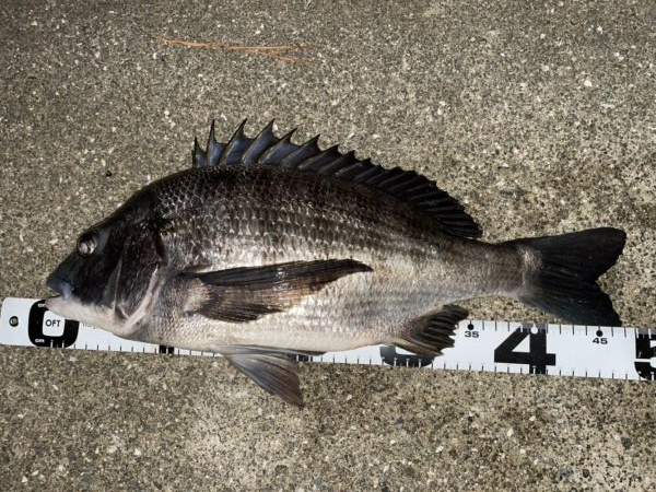 イチノ兄弟、釣果！