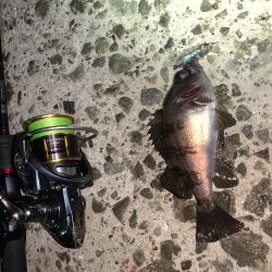 久々の投稿だ!(メバルプラッキング)