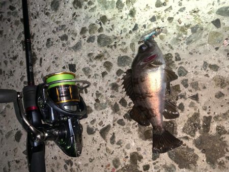 久々の投稿だ!(メバルプラッキング)