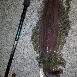 ヤリイカエギング 30cmオーバー