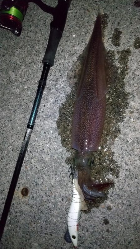 ヤリイカエギング 30cmオーバー