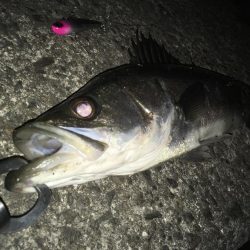 近場にてシーバス探しへ