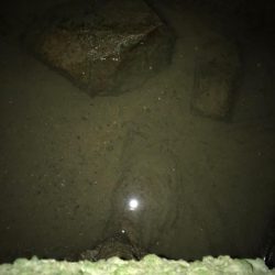 淀川のシーバス釣りパート1