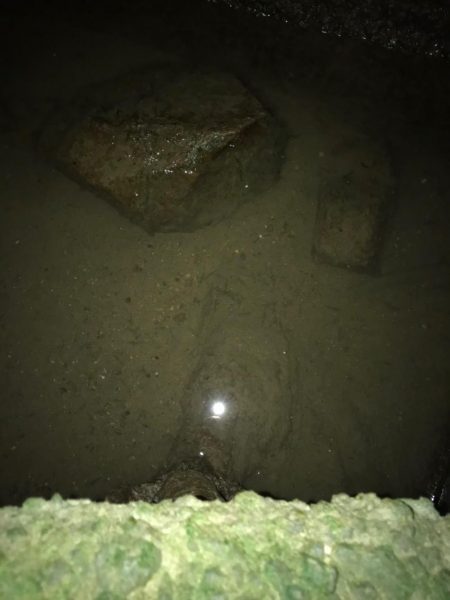 淀川のシーバス釣りパート1