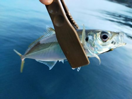 サイズは小型だけど