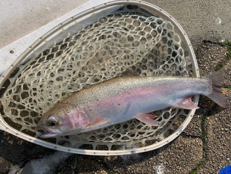 岸和田フィッシングパーク 絶好調