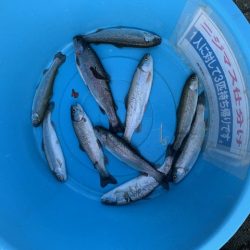 岸和田フィッシングパーク 祝日は