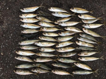 アジ50匹、アイゴ、スズメダイ、サバ