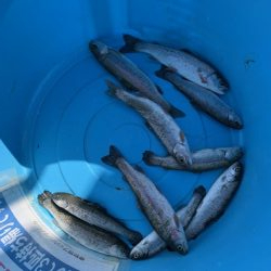 岸和田さんでボトム釣り