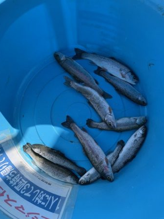 岸和田さんでボトム釣り